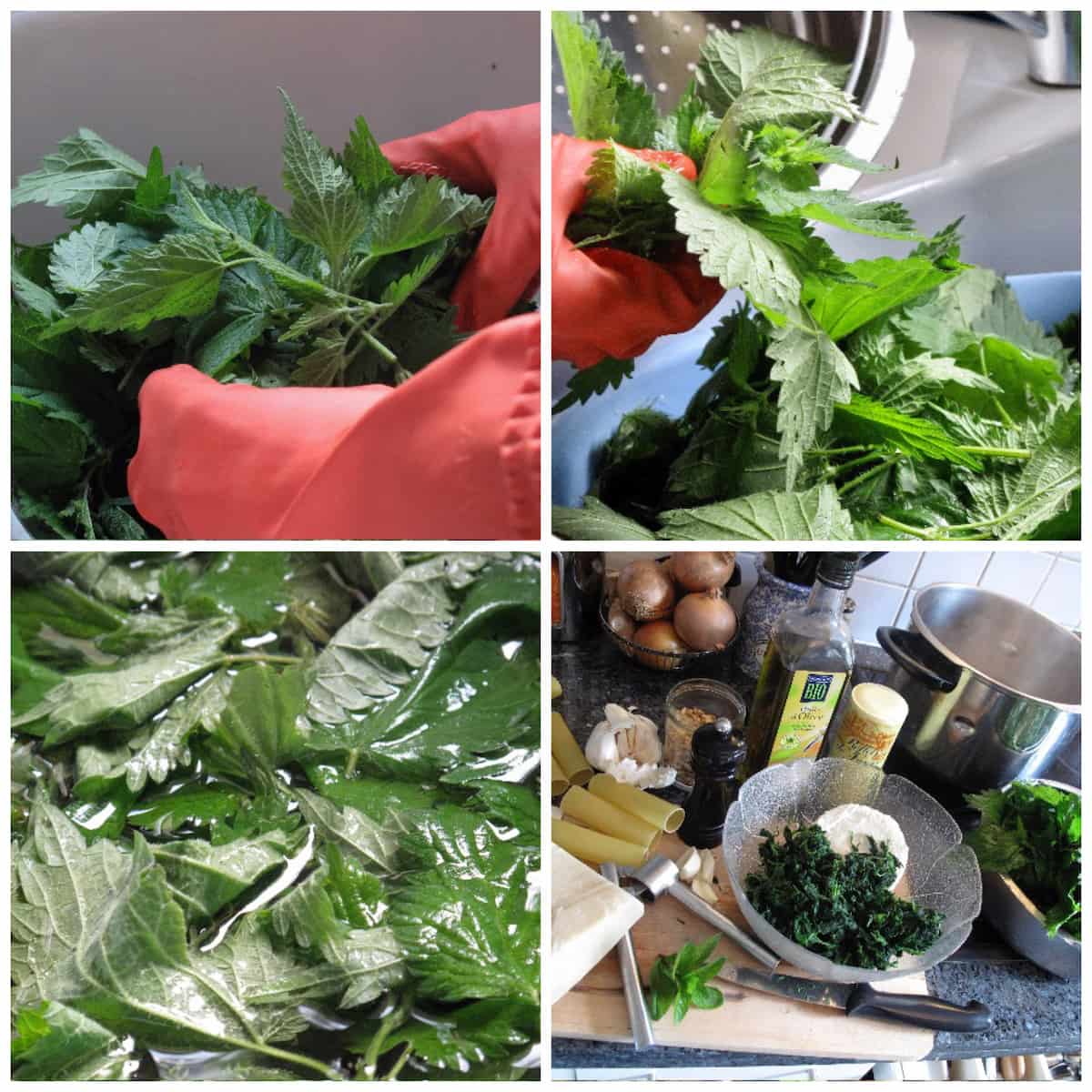 washing nettles with gloves and blanching