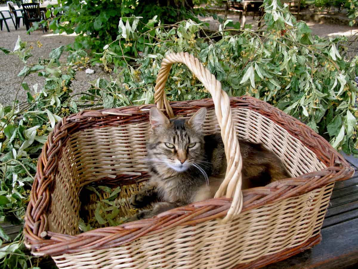 cat in basket surrounded by drying lime blossom