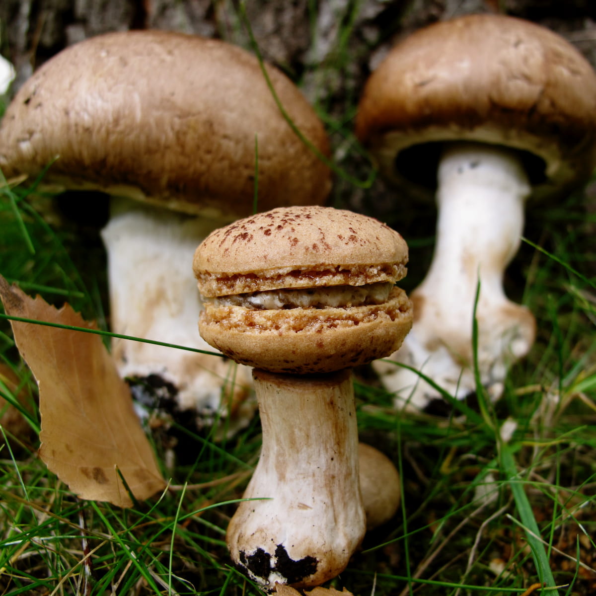 mushroom macarons