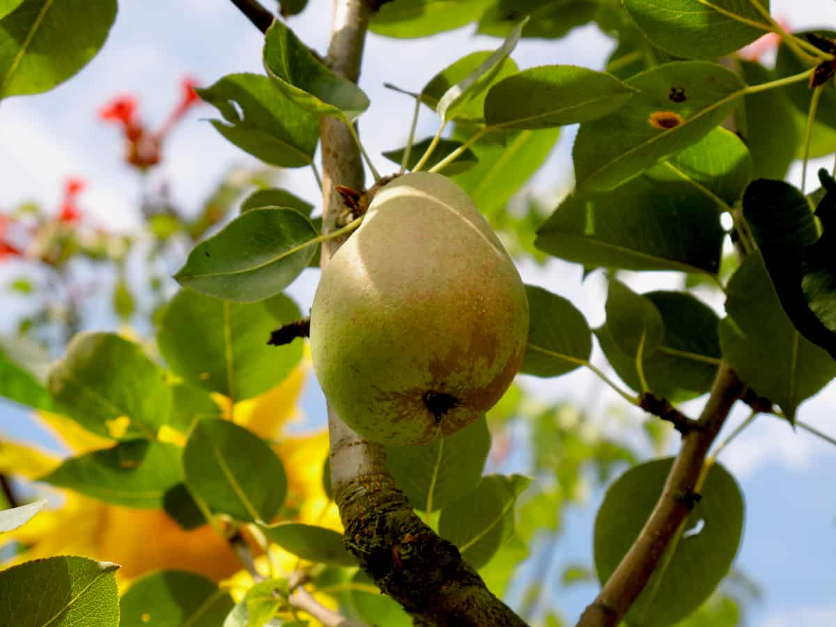 pears on a tree