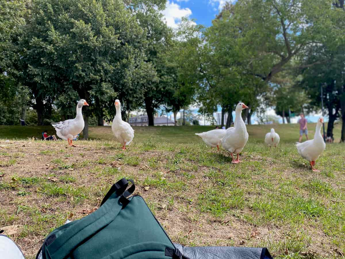 picnic with geese in Vernon