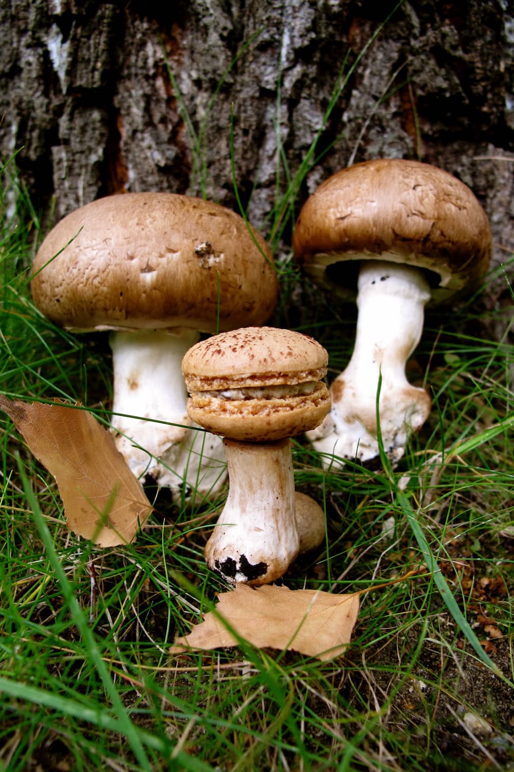 mushroom macaron with mushrooms