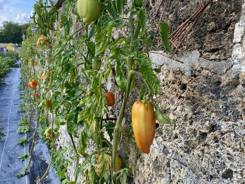 tomatoes growing against wall