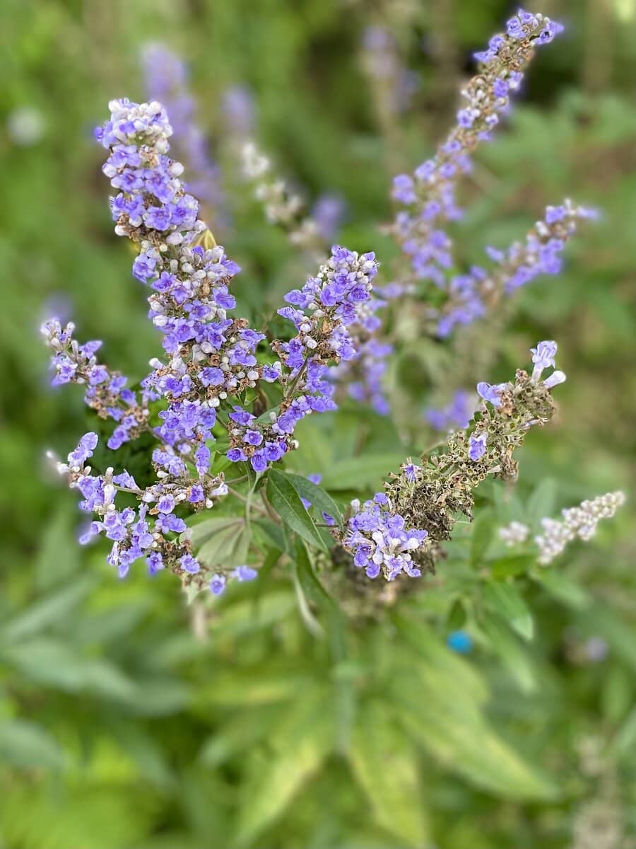 haste tree purple flowers