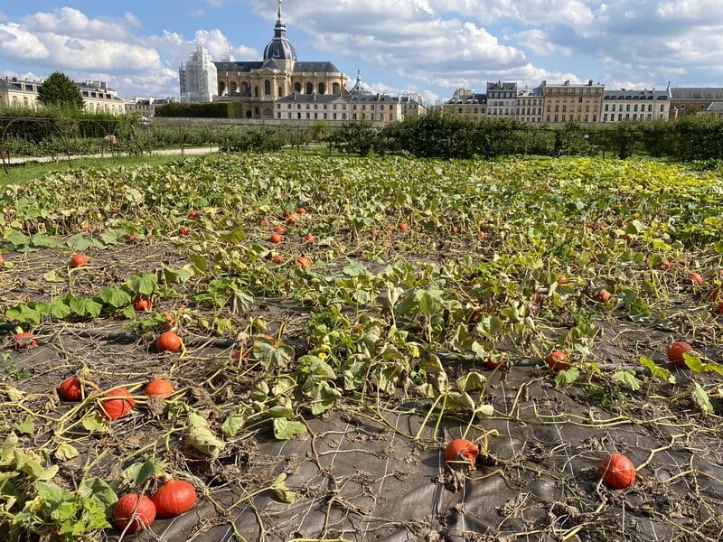 apples-beurre-hardy-pears-macaron-dessert pumpkin field versailles