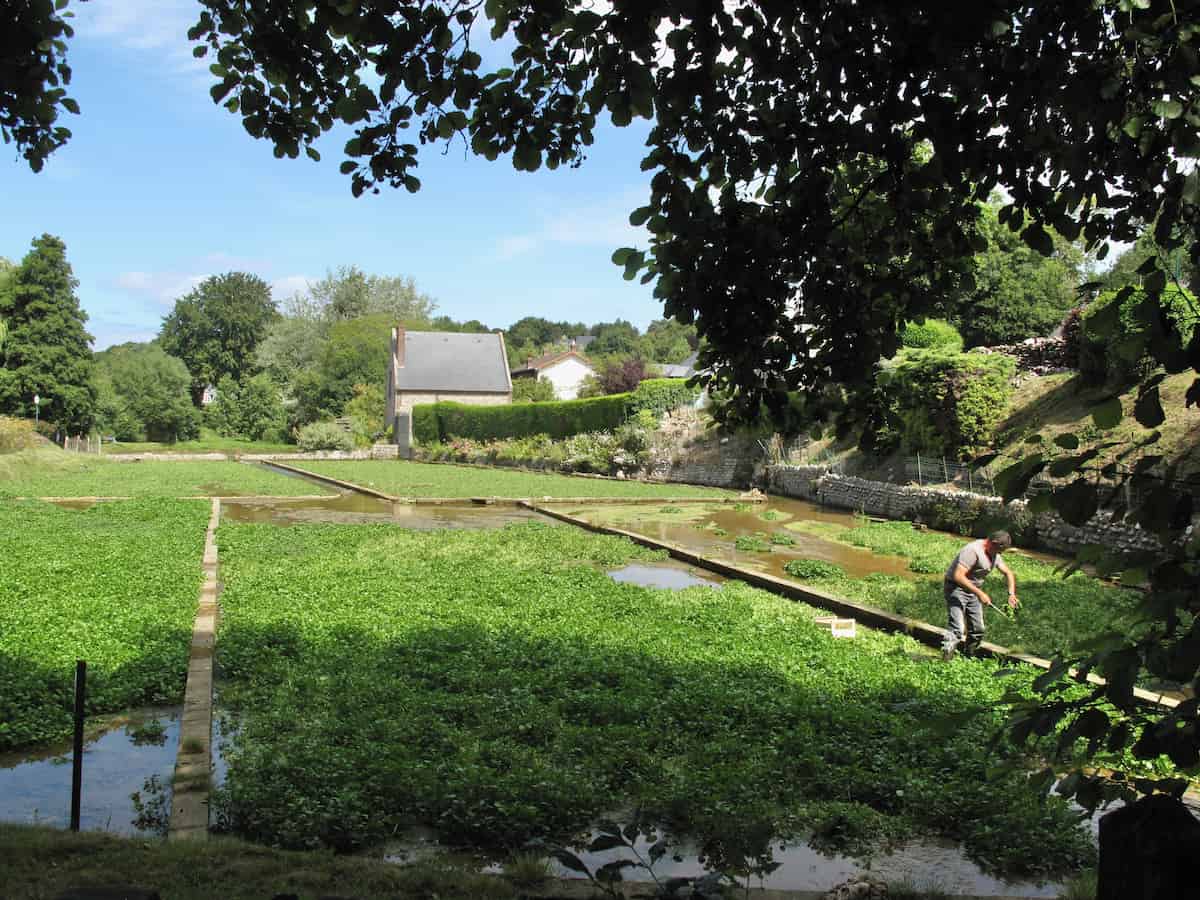 man harvesting watercress directly in the field