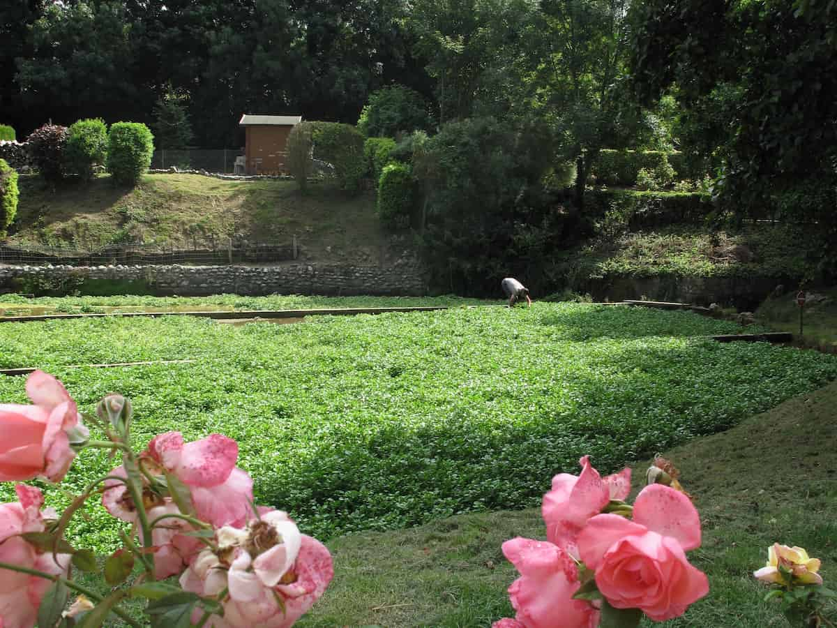 watercress field surrounded by pink roses