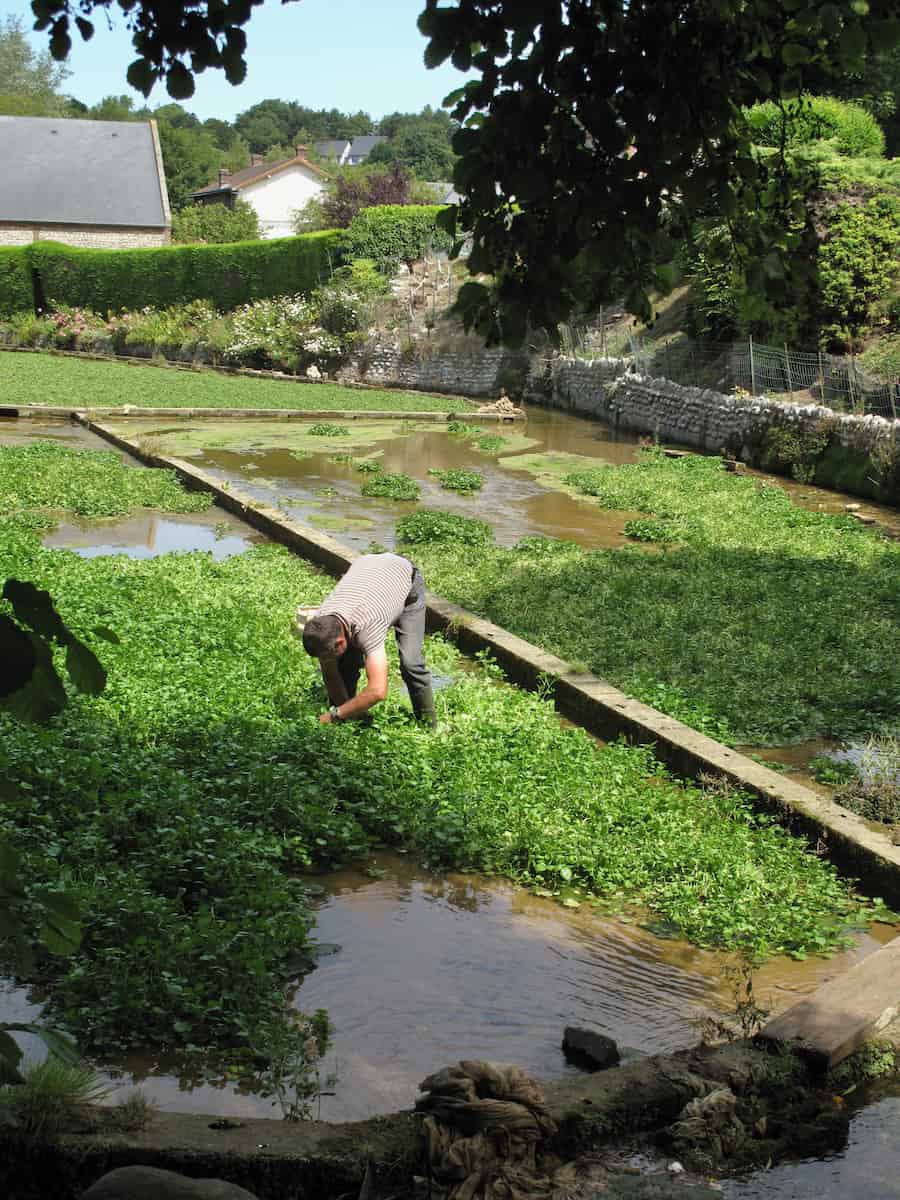 man bending to harvest watercress in the field
