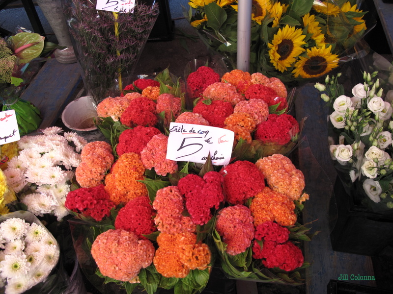 Tete de Coq French Flowers at the market Provence