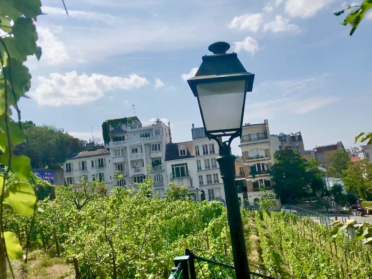vineyard on the hill in Montmartre Paris
