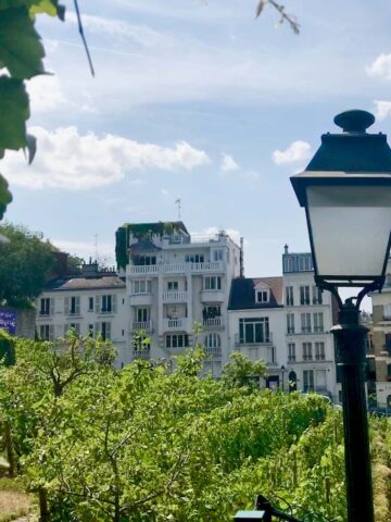 vineyard slope in Montmartre Paris