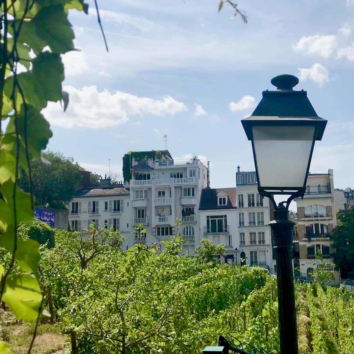 vineyard slope in Montmartre Paris