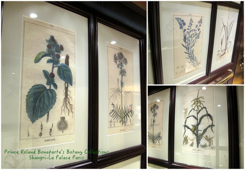 Botanist drawings of Prince Roland Bonaparte's herbarium collection