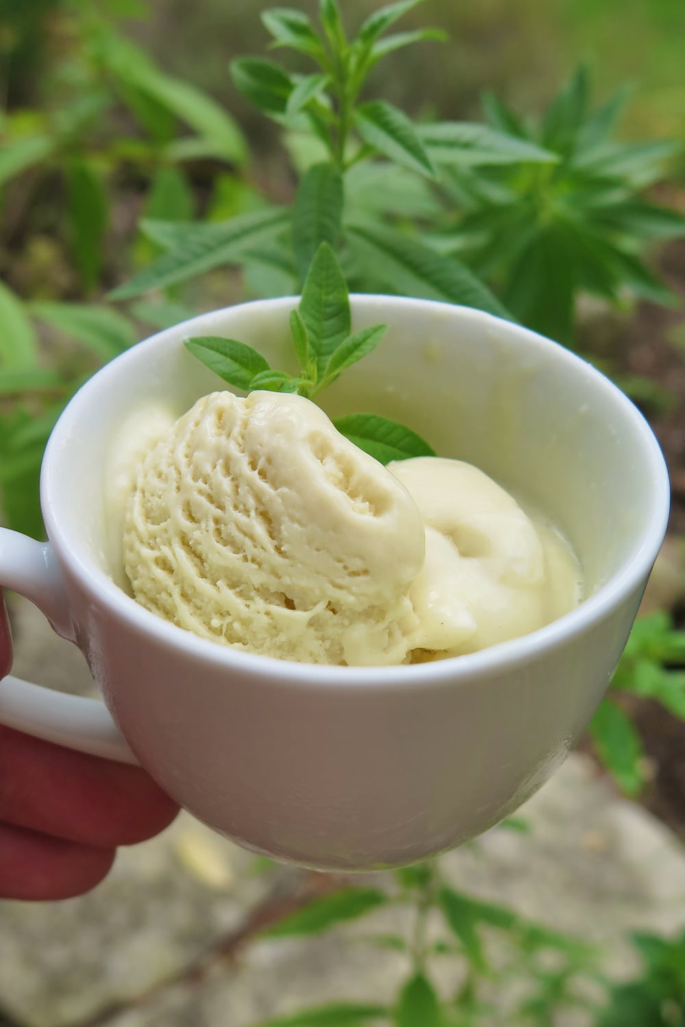 cup of light green melting ice cream with a sprig of lemon verbena leaves