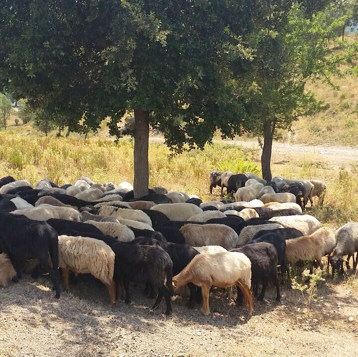 sheep and goats in Corsica