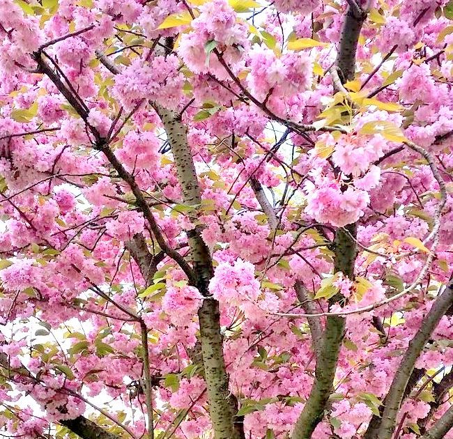 Paris blossoms