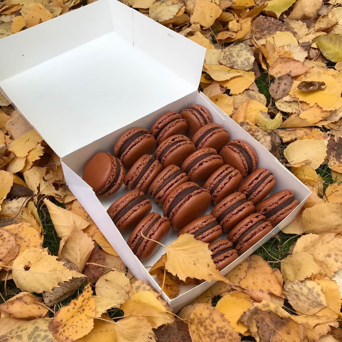 box of macaron cookies in the autumn leaves