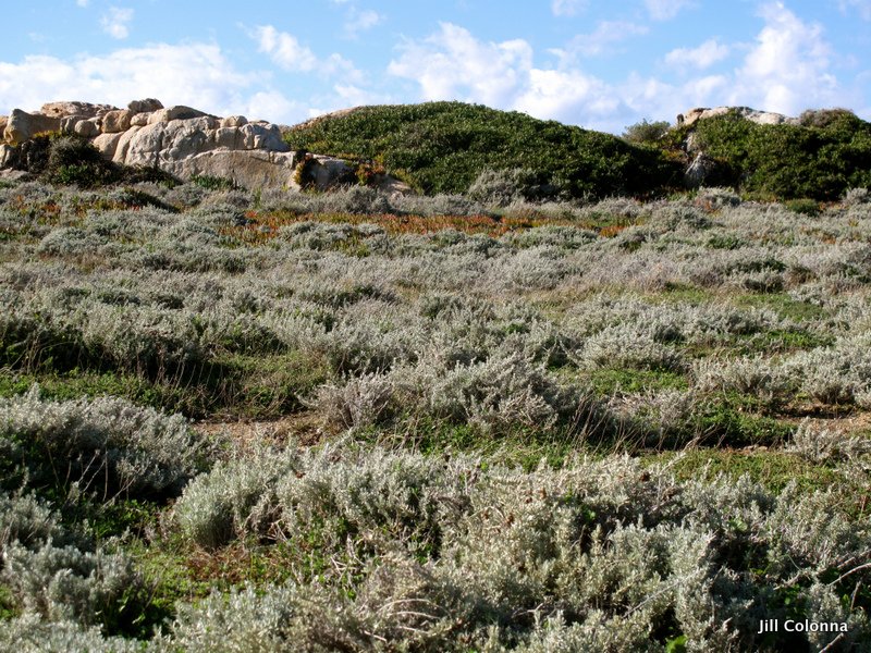 Corsican-maquis-wild-herbs