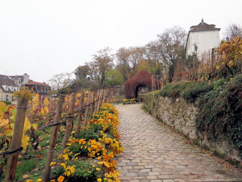 Montmartre vineyards in autumn