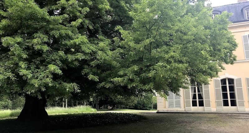 giant lime tree in Madame Dubarry's garden