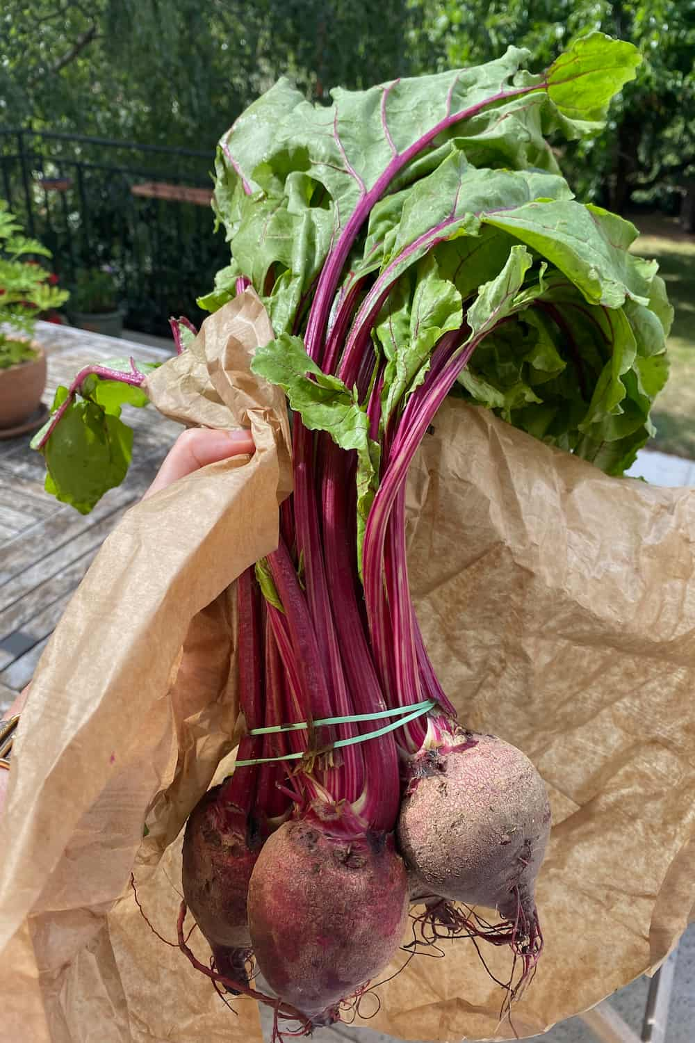 beetroot with leaves