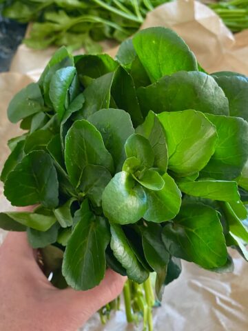 bunch of fresh watercress with dark green leaves