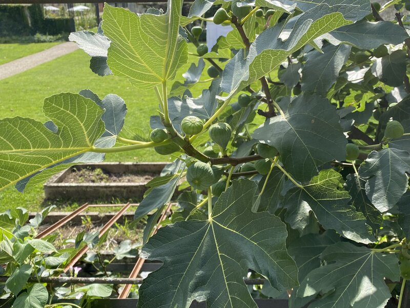 potager-du-roi-vegetable-garden-versailles fig tree loaded with figs