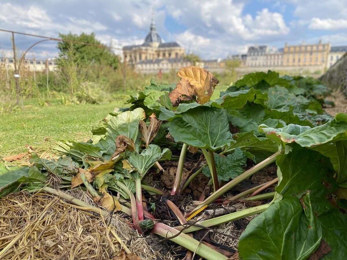 rhubarb field