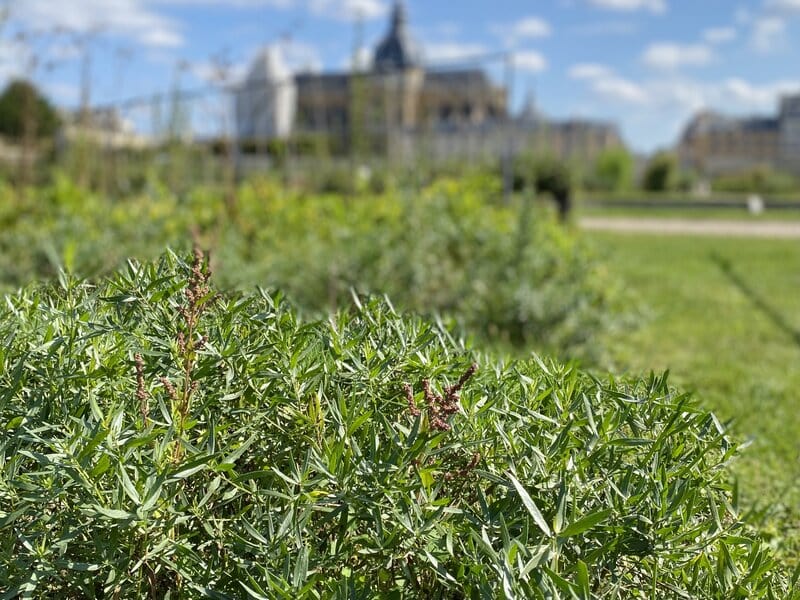 tarragon herbs in versailles