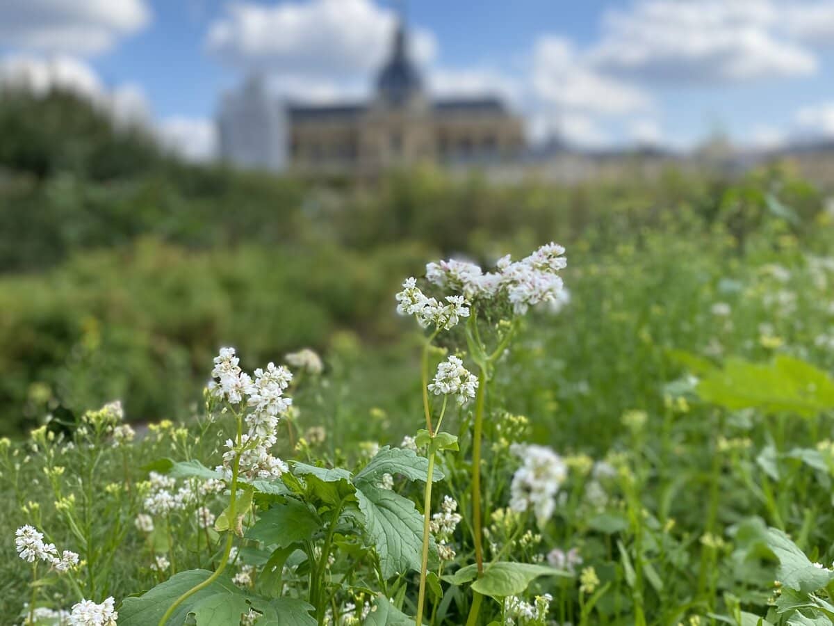 parsnip-soup-curry-macarons-vegetable-garden-versailles mustard plant with white flowers