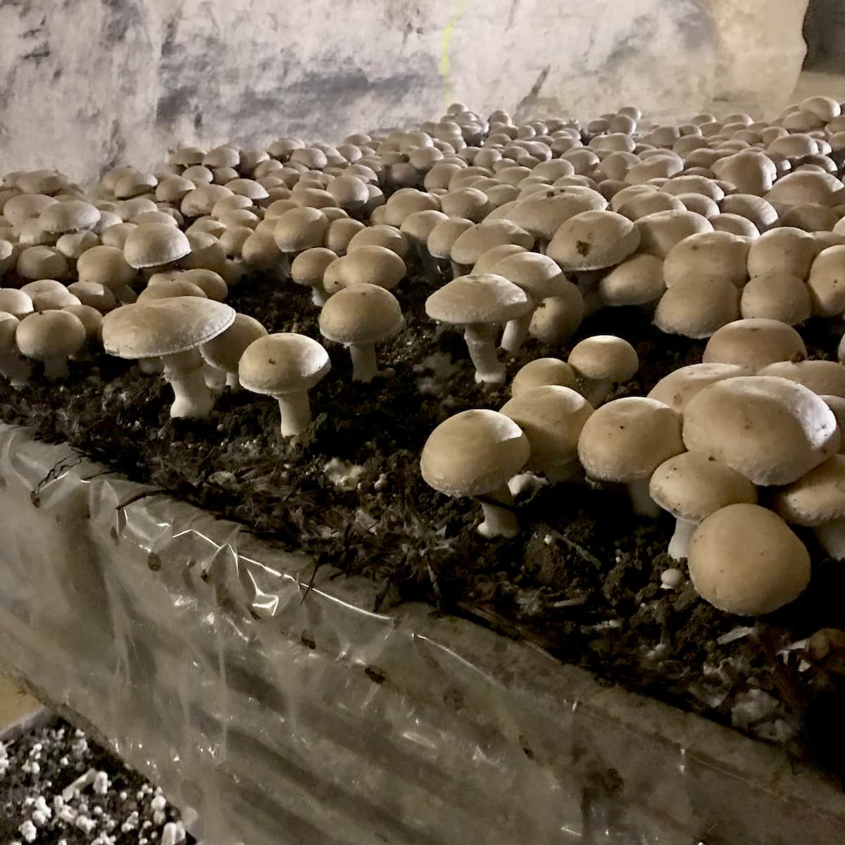 mushrooms growing in a cave