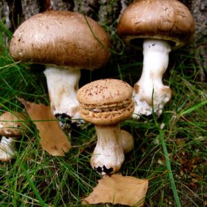 mushroom macaron