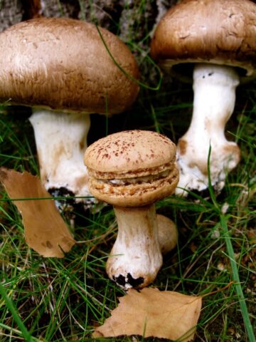 mushroom macaron