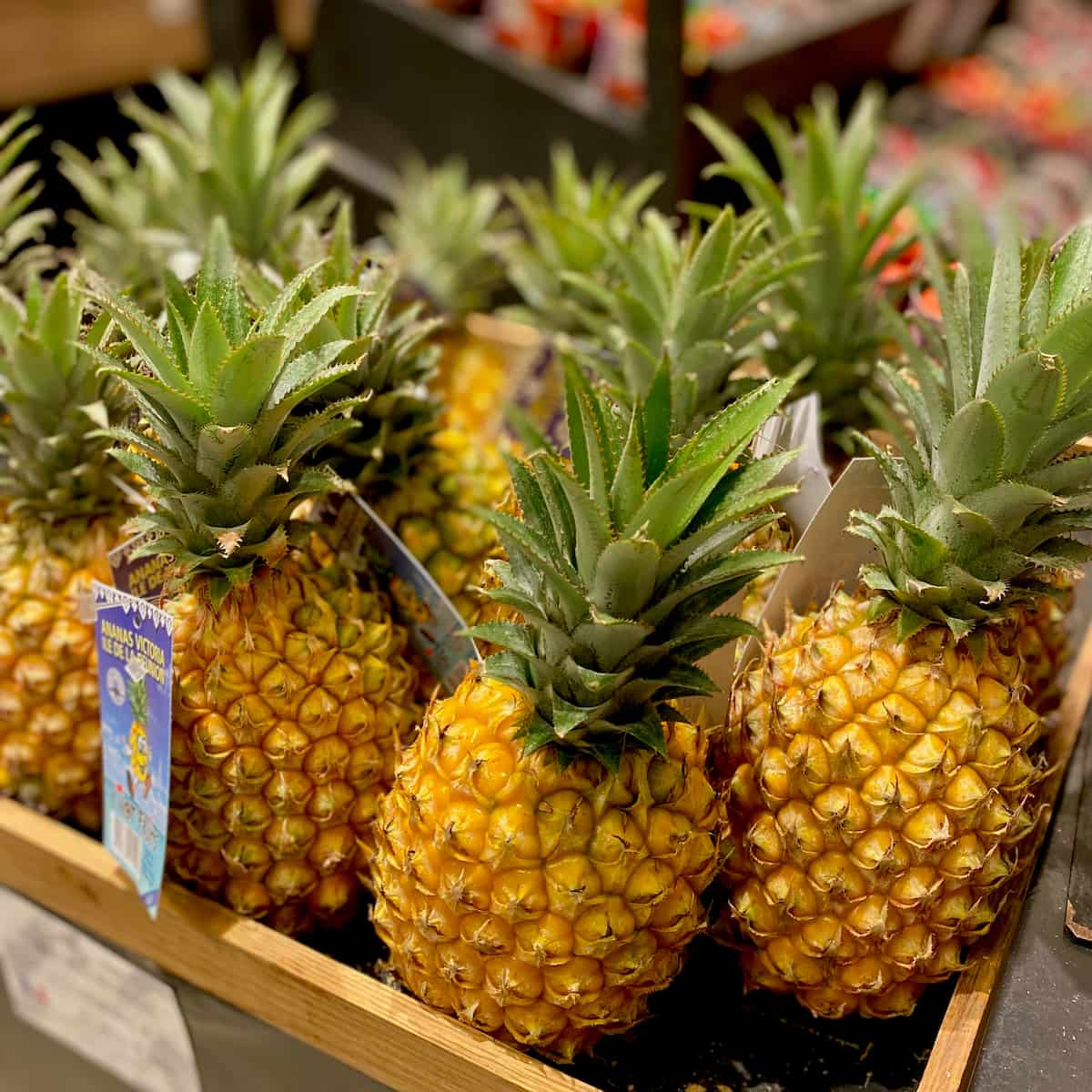 stand of pineapples with typical cone-like bodies and green spiky stalks