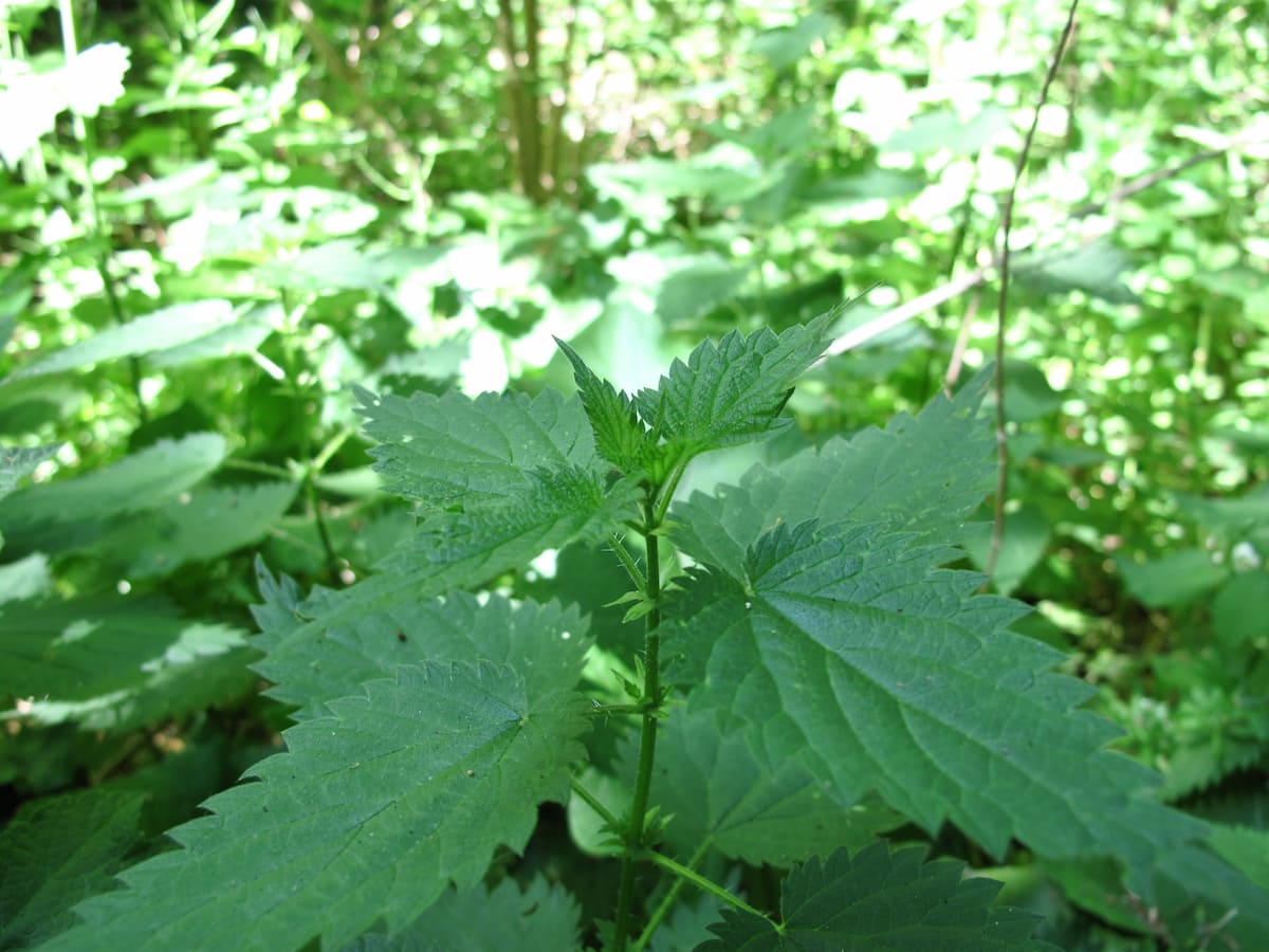 nettles growing in the forest