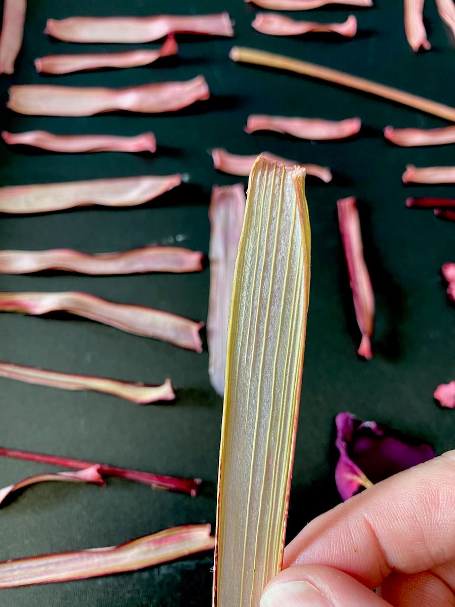 holding a rhubarb chip