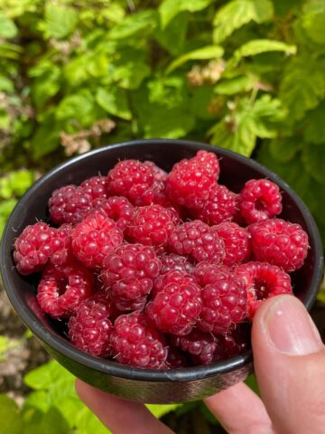 bowl of raspberries next to raspberry bushes