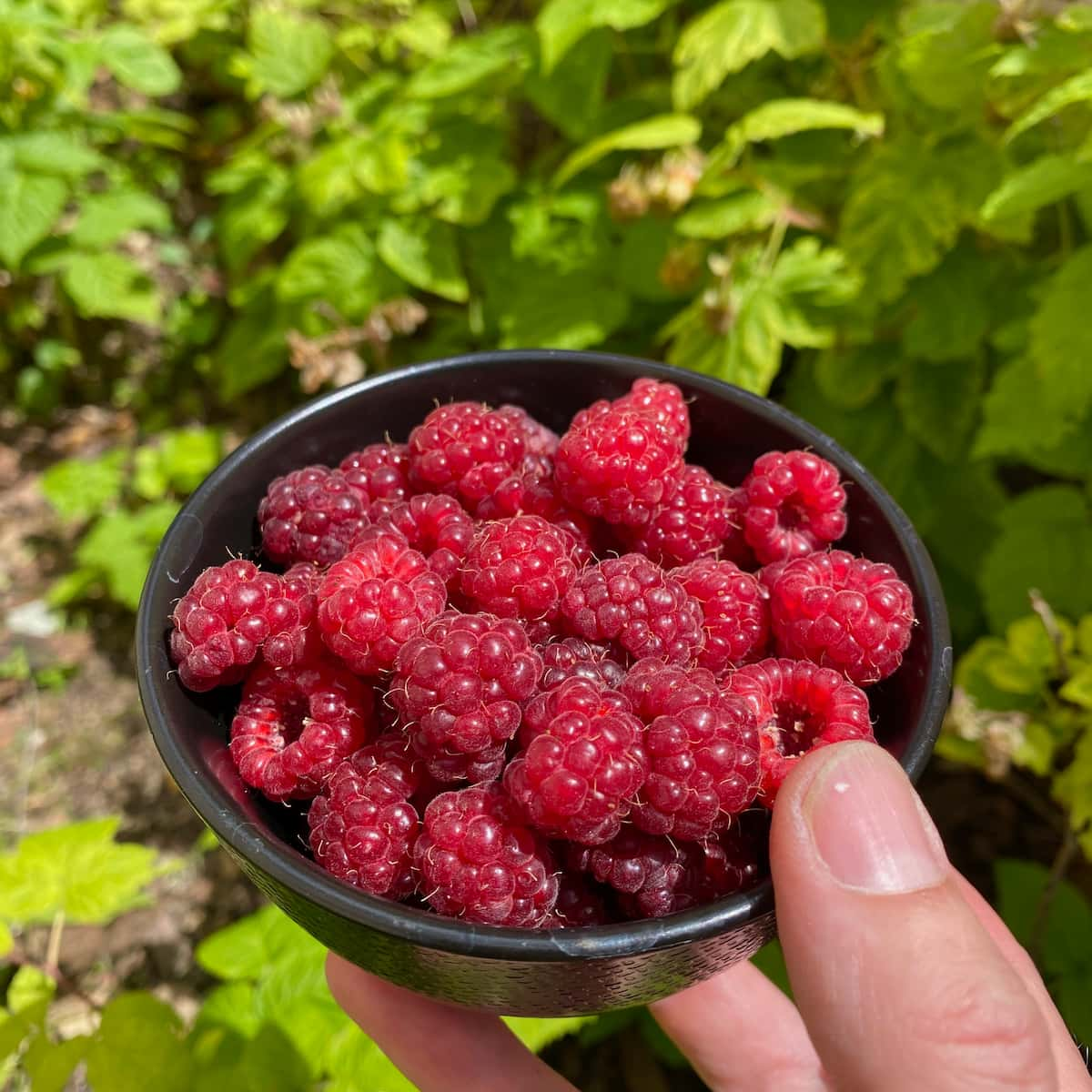 bowl of raspberries next to raspberry bushes