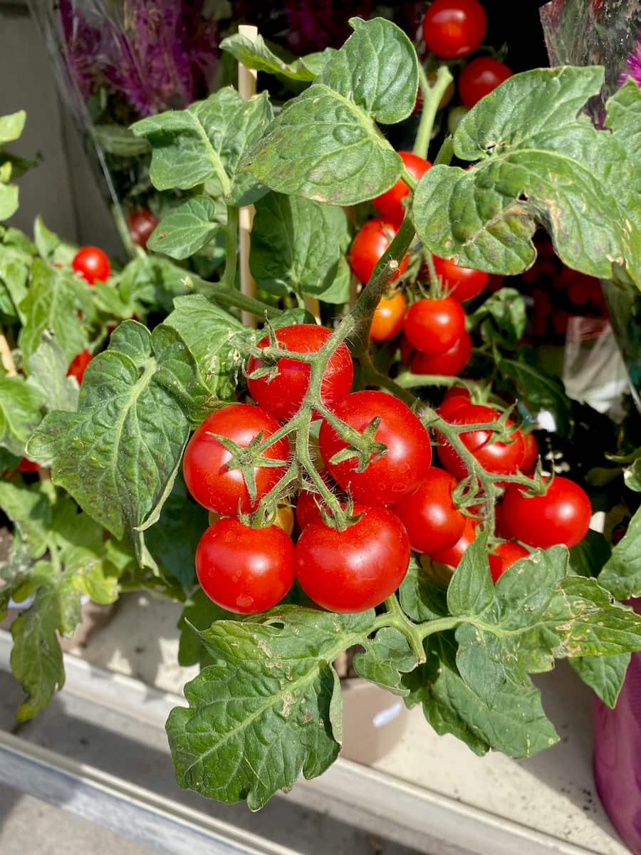 close up of a tomato plant with bright red fruit on a spiky vine amongst green leaves