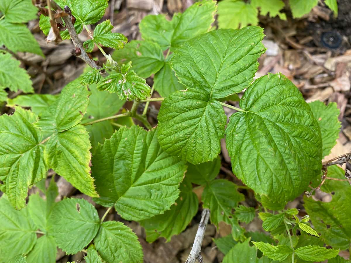raspberry leaves