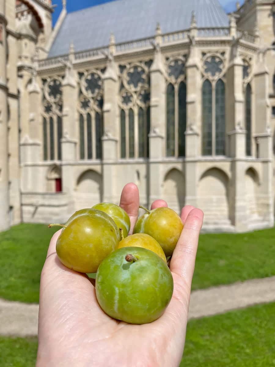 holding greengage plums in front of a French royal chapel near Paris