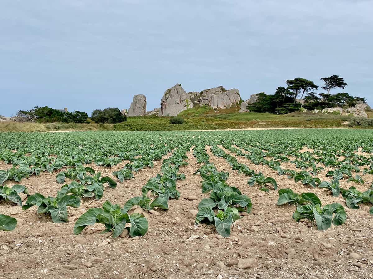 field of cauliflowers growing in Brittany, France near the coast