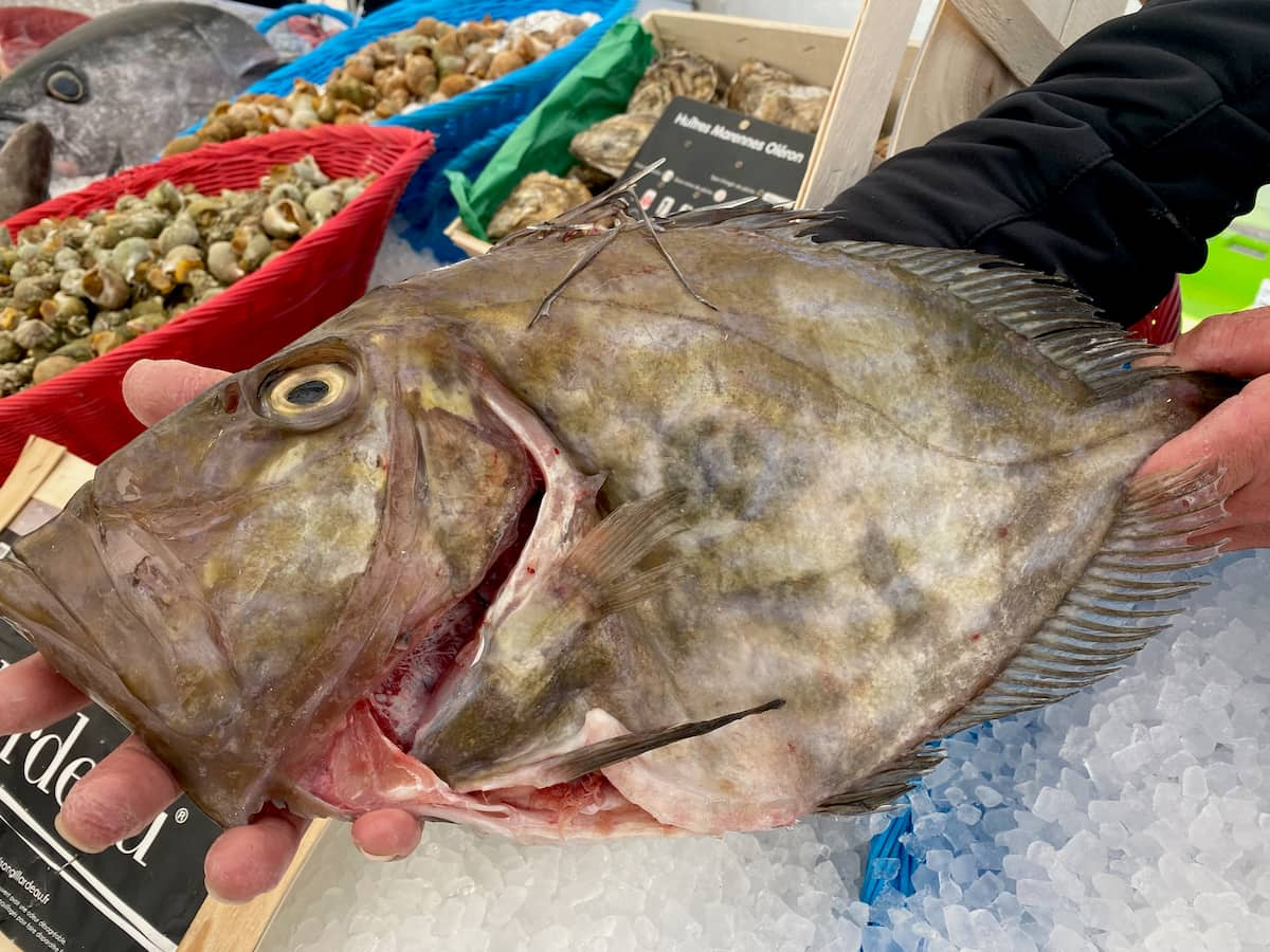 holding up a large oval fish with a round thumbprint on its skin