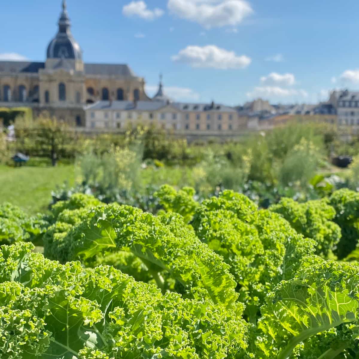 kale growing in the King's vegetable gardens in Versailles