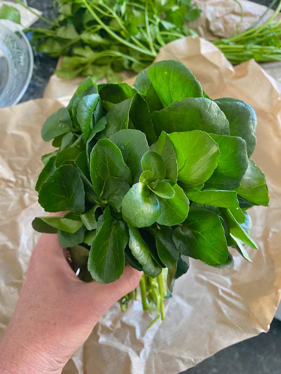 bunch of fresh watercress with its tightly packed green leaves