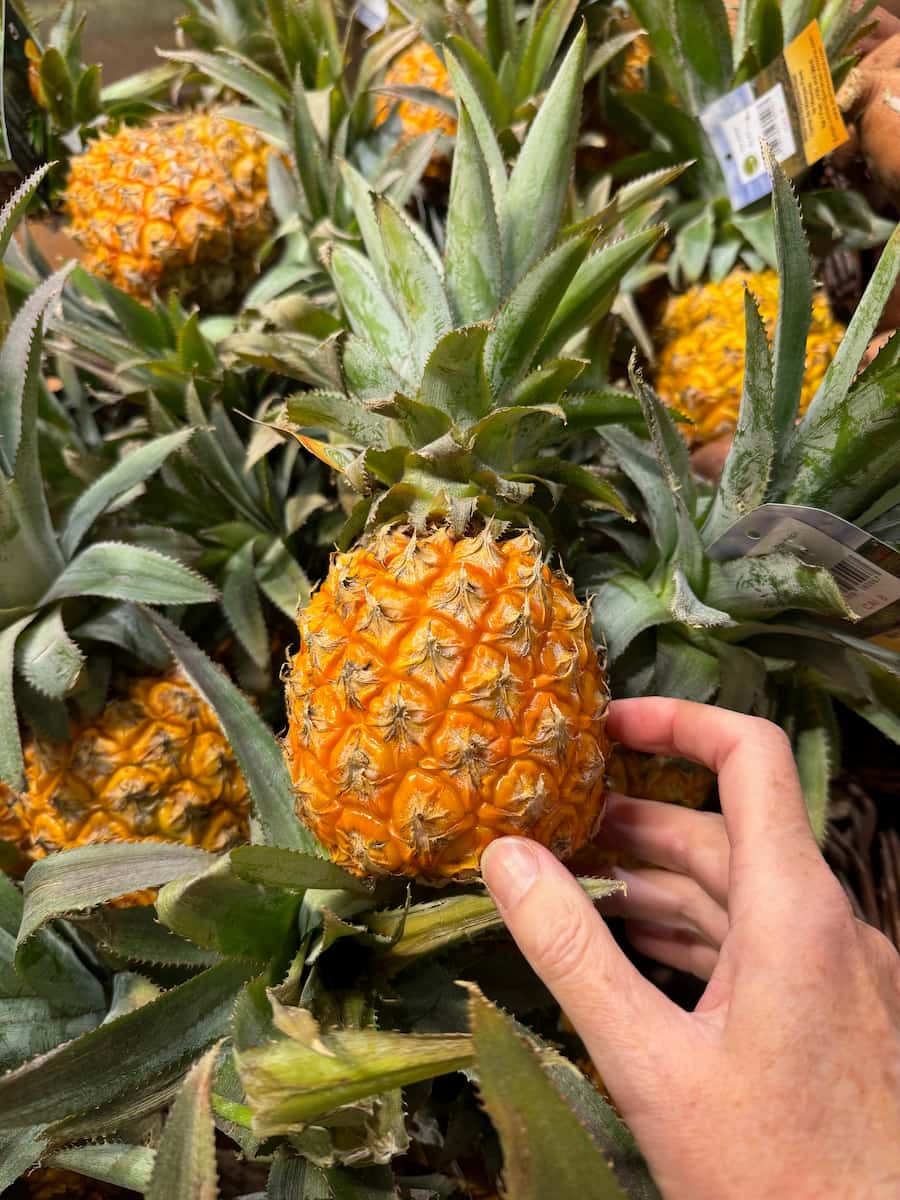 the smallest Victoria pineapples