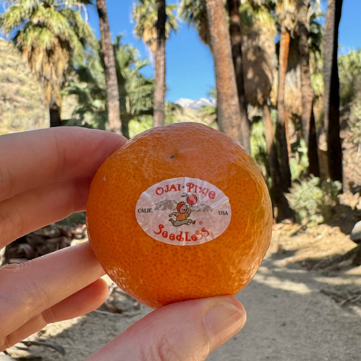 holding a Pixie tangerine in the Palm Oasis in California